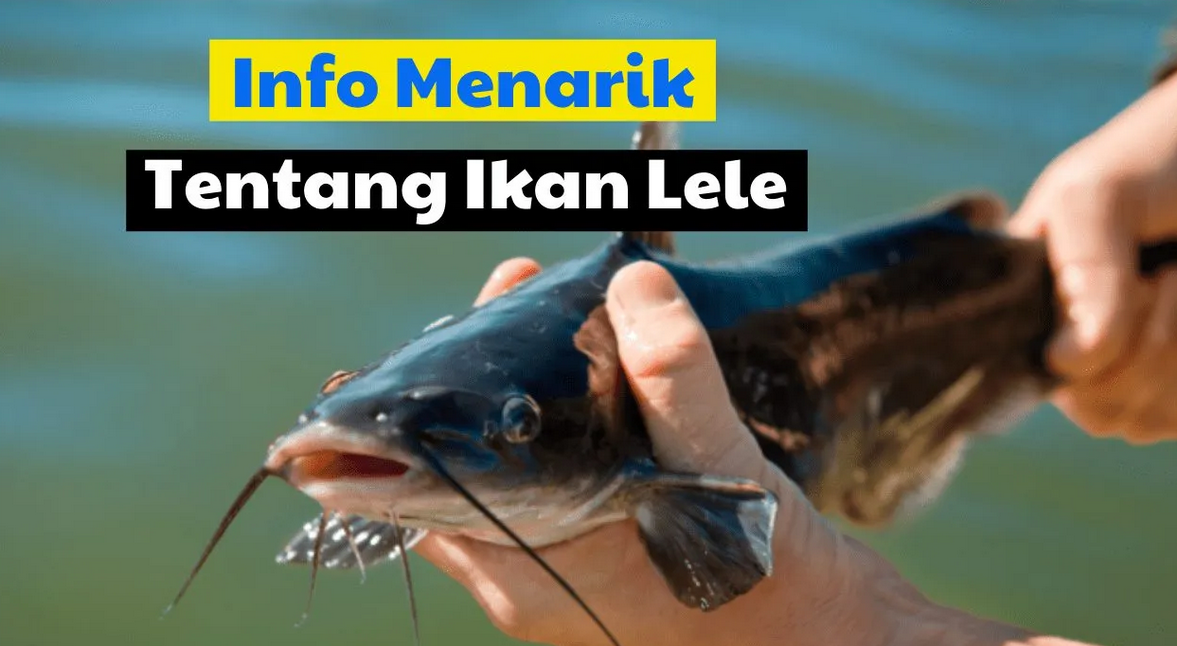 Fakta Menarik Seputar Ikan Lele