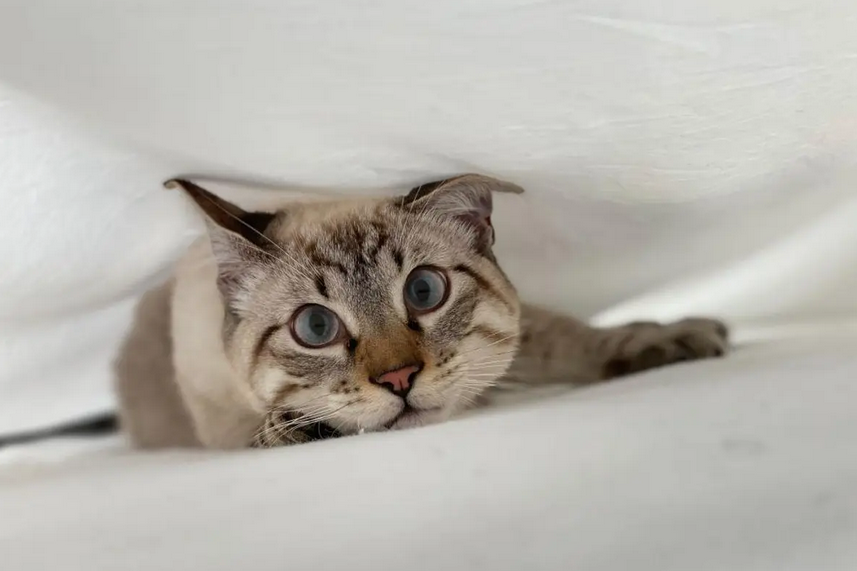 Apa Itu Pyometra pada Kucing Betina dan Bagaimana Mengobatinya?