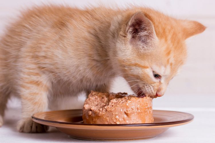 Manfaat Memberikan Makanan Basah untuk Anak Kucing